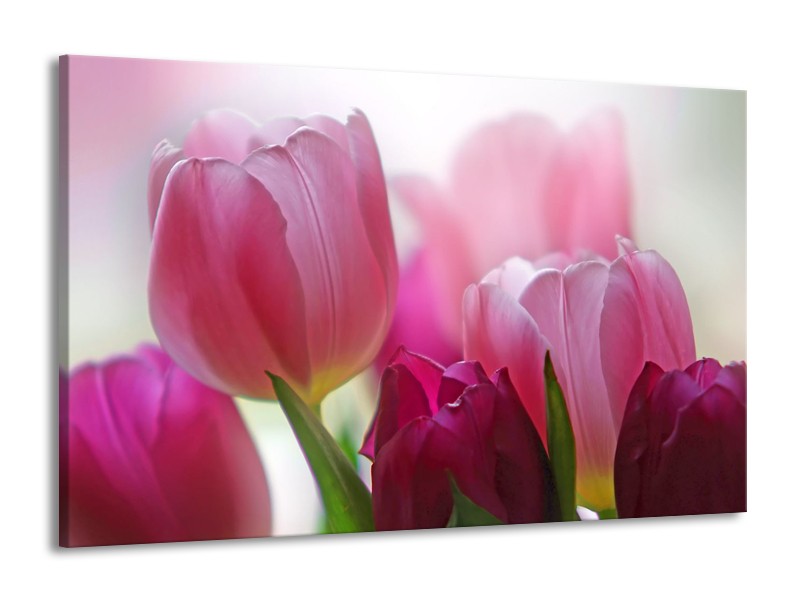 Canvas Schilderij Tulpen, Bloemen | Roze, Paars | 140x90cm 1Luik