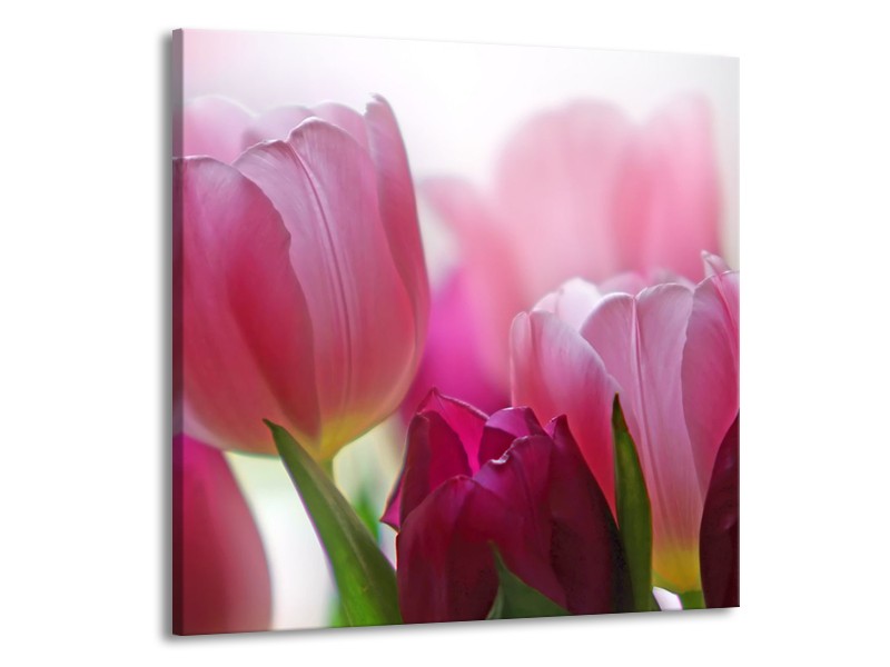 Canvas Schilderij Tulpen, Bloemen | Roze, Paars | 50x50cm 1Luik