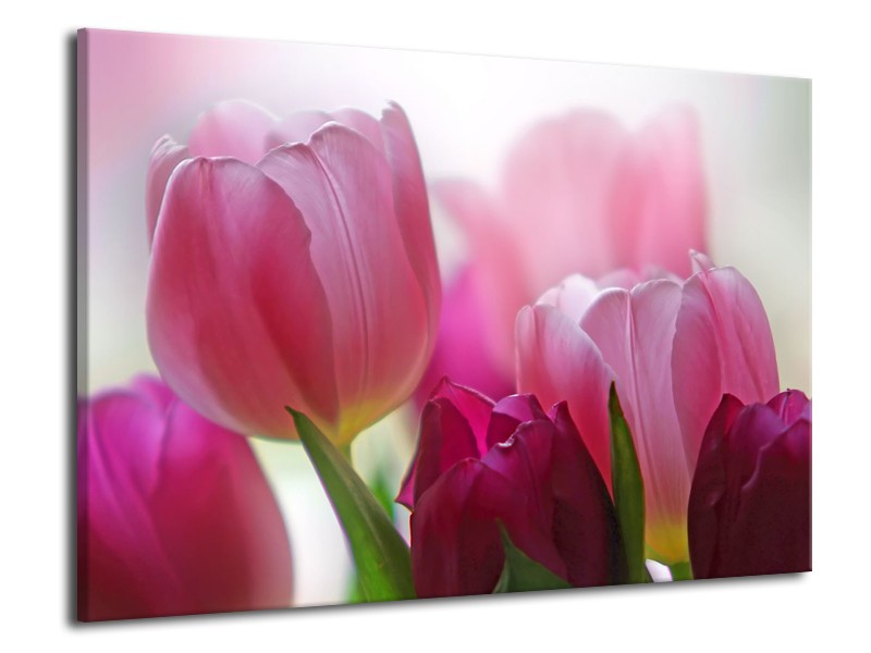 Canvas Schilderij Tulpen, Bloemen | Roze, Paars | 70x50cm 1Luik