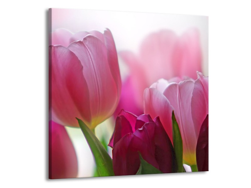Canvas Schilderij Tulpen, Bloemen | Roze, Paars | 70x70cm 1Luik