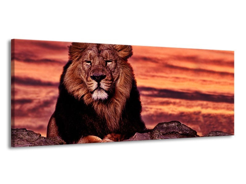 Glasschilderij Wilde Dieren | Oranje, Bruin | 145x58cm 1Luik