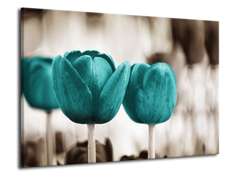 Canvas Schilderij Tulpen, Bloemen | Turquoise, Sepia | 70x50cm 1Luik