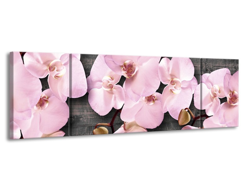 Glasschilderij Orchidee, Bloemen | Grijs, Roze | 170x50cm 3Luik