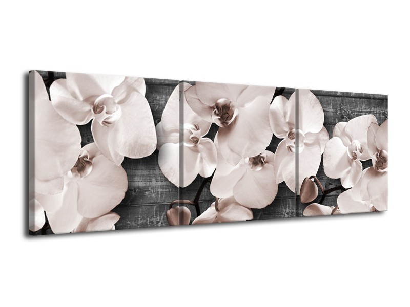 Canvas Schilderij Orchidee, Bloemen | Grijs | 120x40cm 3Luik